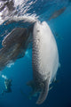 Large Whale Shark Coming with Divers Wall Decal