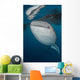 Large Whale Shark Coming Vertical Wall Decal