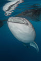 Large Whale Shark Coming Vertical Wall Decal