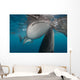 Pair Whale Sharks Coming Horizontal Wall Decal