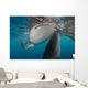 Pair Whale Sharks Coming Horizontal Wall Decal