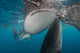 Pair Whale Sharks Coming Horizontal Wall Decal