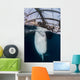 Whale Shark Sucking Fishing near Surface Wall Decal