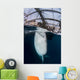 Whale Shark Sucking Fishing near Surface Wall Decal