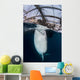 Whale Shark Sucking Fishing near Surface Wall Decal