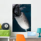 Whale Shark Sucking Fishing Vertical Wall Decal
