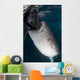 Whale Shark Sucking Fishing Vertical Wall Decal
