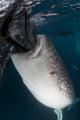 Whale Shark Sucking Fishing Vertical Wall Decal