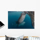 Pair Whale Sharks Sucking Wall Decal