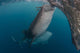 Pair Whale Sharks Sucking Wall Decal