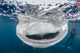 Whale Shark with Mouth Wall Decal