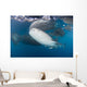 Large Whale Shark Left Side Wall Decal