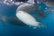Large Whale Shark Left Side Wall Decal