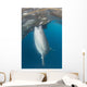 Whale Shark Sucking Fishing Wall Decal