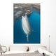 Whale Shark Sucking Fishing Wall Decal
