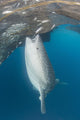 Whale Shark Sucking Fishing Wall Decal