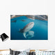 Pair Whale Sharks Swimming Horizontal Wall Decal