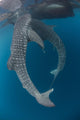 Pair Whale Sharks Swimming Vertical Wall Decal