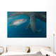 Pair Whale Sharks Swimming Wall Decal