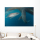 Pair Whale Sharks Swimming Wall Decal