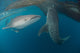 Pair Whale Sharks Swimming Wall Decal