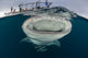 Whale Shark with Mouth at Surface Wall Decal