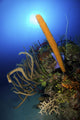 Colorful Reef Scene Light Wall Decal