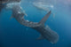 Four Whale Sharks Swimming Wall Decal