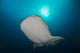 Large Whale Shark Swimming Wall Decal