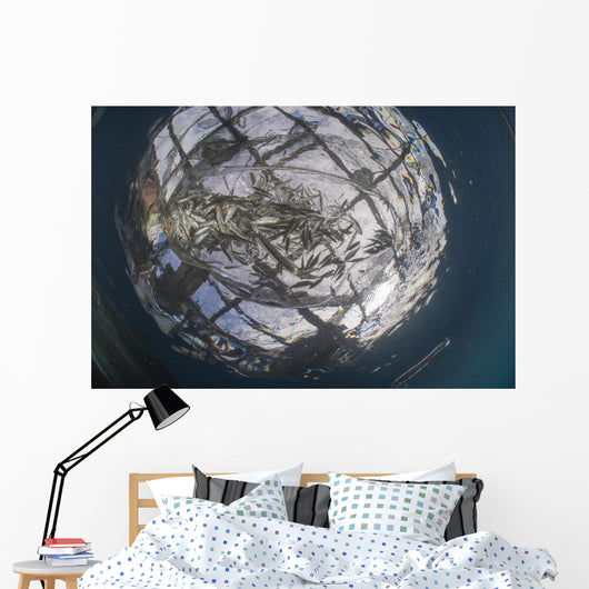 Fish Caught Fishing Net Wall Decal