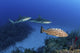 Several Caribbean Reef Sharks Wall Decal