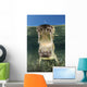 American Saltwater Crocodile Mangrove Mouth Wall Decal