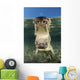 American Saltwater Crocodile Mangrove Mouth Wall Decal