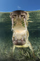 American Saltwater Crocodile Mangrove Mouth Wall Decal