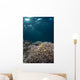 Rays from Setting Sun Wall Decal