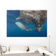Whale Shark Swimming with Fish Wall Decal