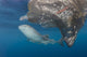 Whale Shark Swimming with Fish Wall Decal