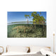 American Saltwater Crocodile Swimming Wall Decal