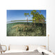 American Saltwater Crocodile Swimming Wall Decal