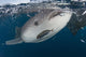 Whale Shark Swimming near Surface Wall Decal