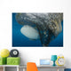 Whale Shark Swimming around Net Wall Decal