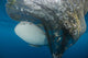 Whale Shark Swimming around Net Wall Decal