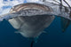 Whale Shark Breaching Surface Mouth Wall Decal