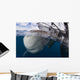 Whale Shark Breaching Surface Wall Decal
