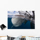 Whale Shark Breaching Surface Wall Decal