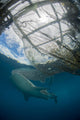Whale Shark Swimming Up near Boat Wall Decal