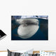 Close-up Whale Shark Breaching Horizontal Wall Decal
