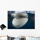 Close-up Whale Shark Breaching Horizontal Wall Decal
