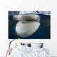 Close-up Whale Shark Breaching Horizontal Wall Decal