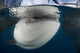 Close-up Whale Shark Breaching Horizontal Wall Decal